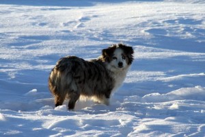 "Dixie" Blue Merle Female