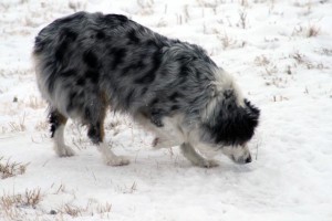 "Dixie" Blue Merle Female