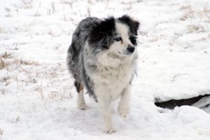 "Dixie" Blue Merle Female