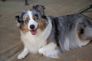 "Gidget" Blue Merle Female