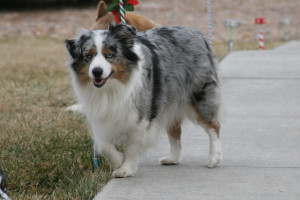 "Gidget" Blue Merle Female