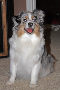 blue merle female mini australian shepherd named Gidget