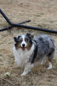 blue merle female mini aussie shepherd playing with a tennis ball