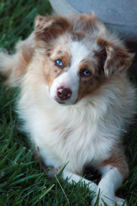 "Ruby" Red Merle Female