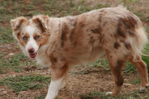 "Ruby" Red Merle Female