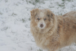 "Ruby" Red Merle Female