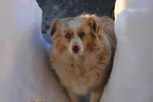 "Ruby" Red Merle Female