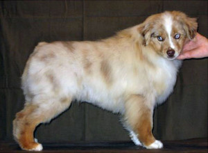 AWAY TO ME LIGHT MY FIRE - "Sonny " Red Merle Male