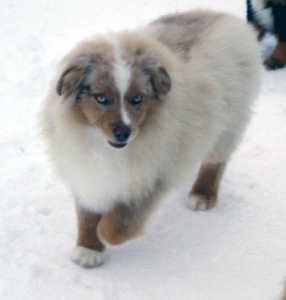 AWAY TO ME LIGHT MY FIRE - "Sonny " Red Merle Male