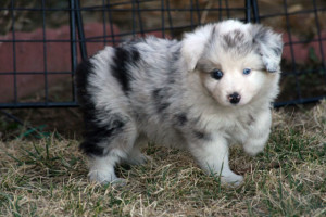 "Lariat" Blue Merle Male