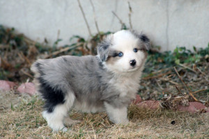 "Latigo" Blue Merle Male