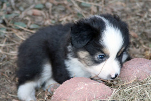 "Cinch" Black Tri Male