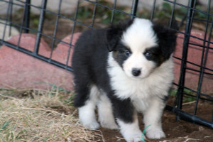 "Stetson" black tri male