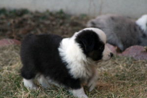 "Stetson" Black Tri Male