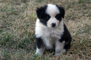 "Stetson" Black Tri Male