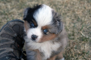 "Awesome" Blue Merle Female