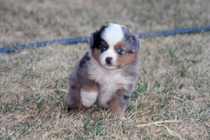 "Awesome" Blue Merle Female