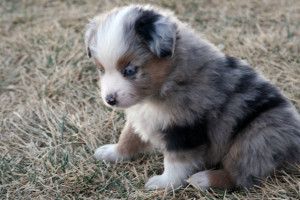 "Cheeto" Blue Merle Male