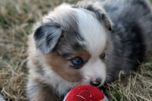 "Cheeto" Blue Merle Male