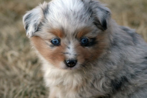 "Coppertone" Blue Merle Female