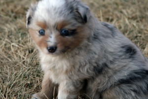 "Coppertone" Blue Merle Female