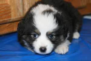 "Dottie" Blue Merle Female