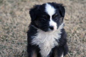 "Festus" Blue Merle Male