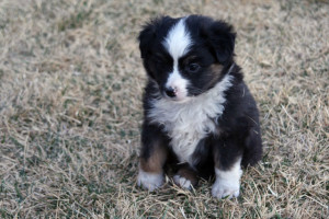 "Festus" Blue Merle Male