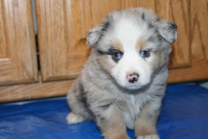 "Jake" Blue Merle Male