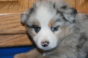 "Jake" Blue Merle Male