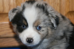 "Patch" Blue Merle Male