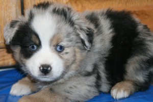 "Patch" Blue Merle Male