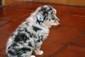 Cross K's Ghost Eye Kanga Roo "ROO" Blue merle female