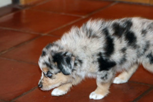 Cross K's Ghost Eye Kanga Roo "ROO" Blue merle female