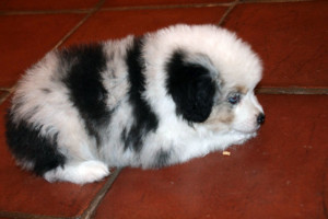 "Snowball" Blue Merle Male