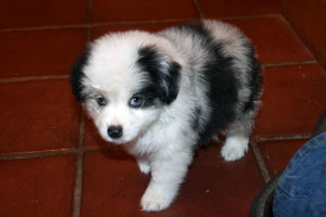 "Snowball" Blue Merle Male