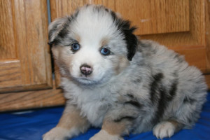 "Sooner" Blue Merle Male