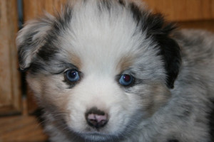 "Sooner" Blue Merle Male