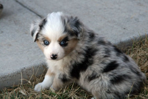 "Tex" Blue Merle Male