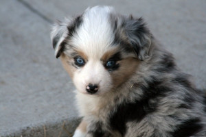 "Tex" Blue Merle Male