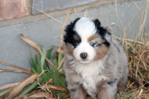 "Tila" Blue Merle Female