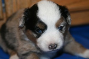 "Tila" Blue Merle Female