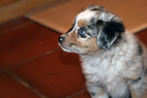 "Zora" Blue Merle Female