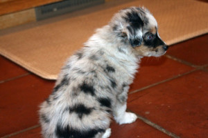 "Zora" Blue Merle Female