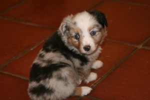 Toy Blue Merle Male