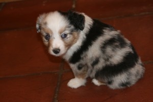 Toy Blue Merle Male