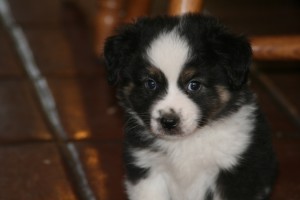 Black Tri Male = $750